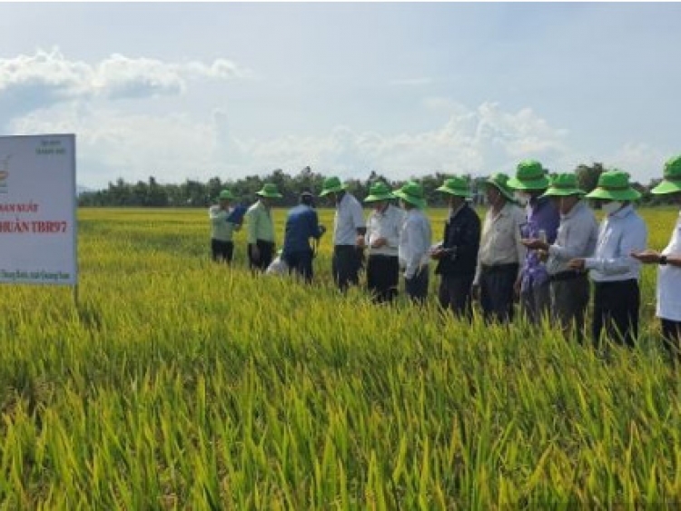 Bình Hải: Duy trì hợp tác xã Nông nghiệp Bình Hải