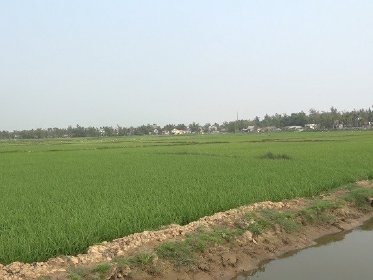 Bình Hải: Tích tụ để không bỏ hoang ruộng đất